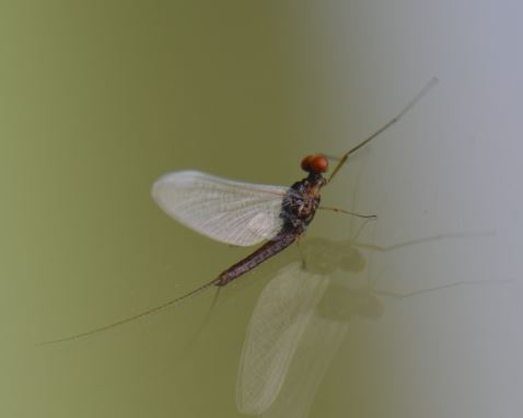 Ephemerellidae