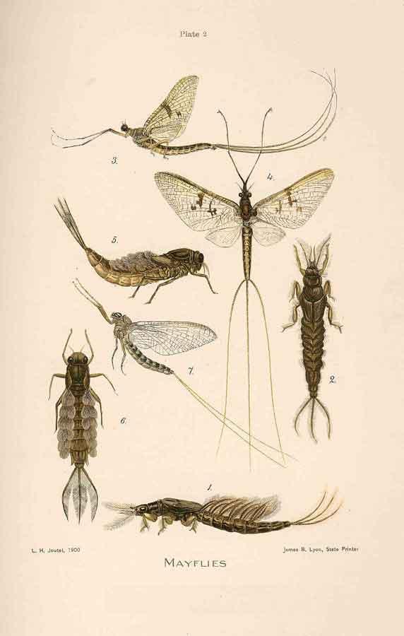 mouche de mai