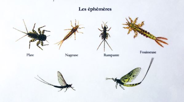 Ephémères