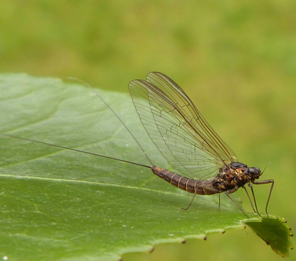 baetis