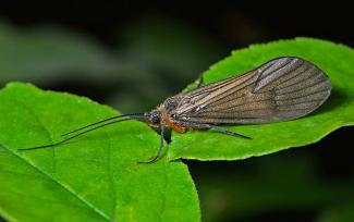 sedge