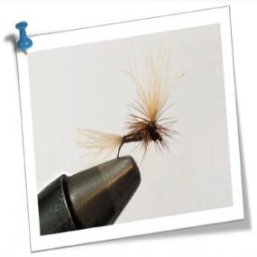 Les moucheurs nantais - Olive